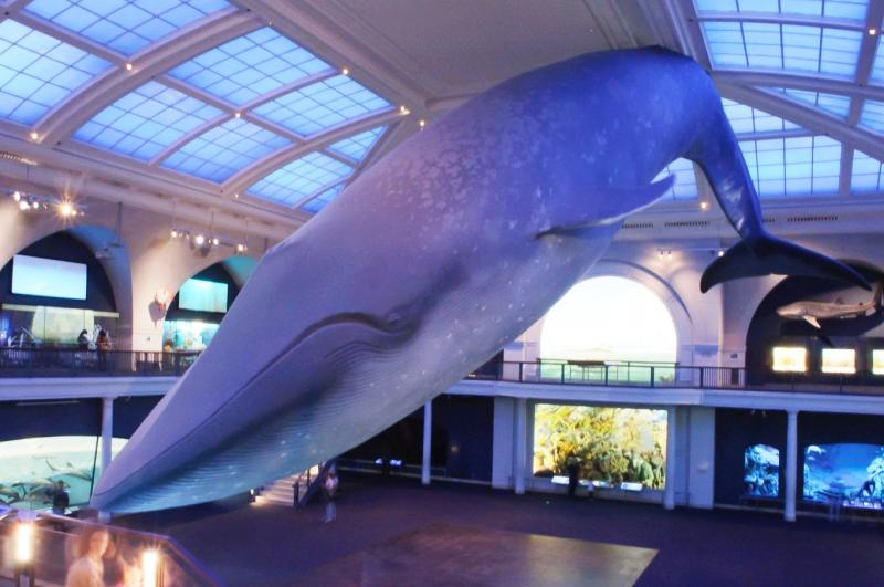 Model of a whale in a museum